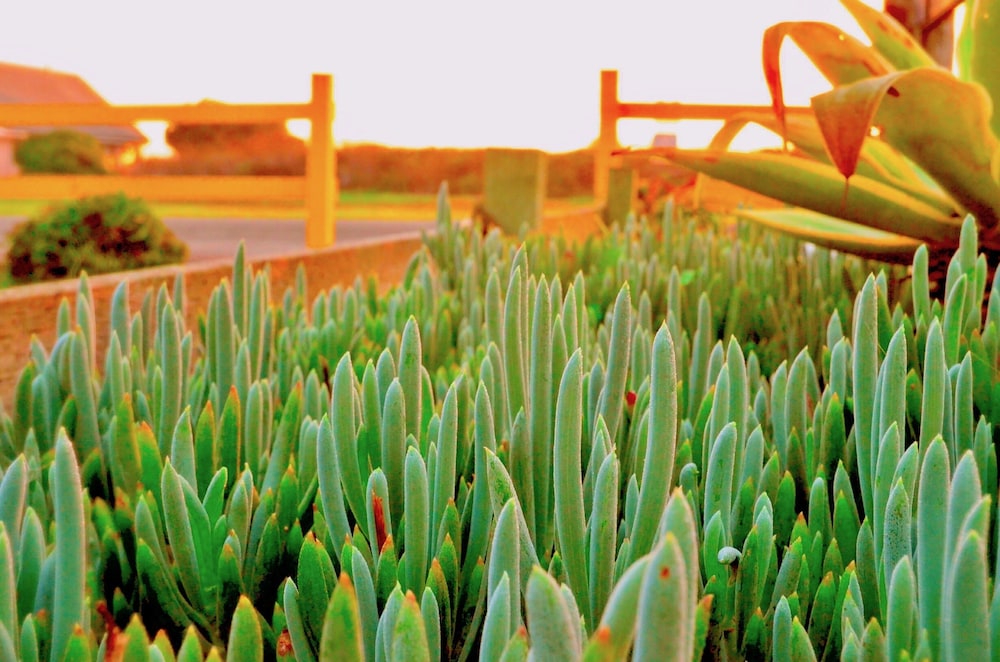 Captain's Inn at Moss Landing - photo 86