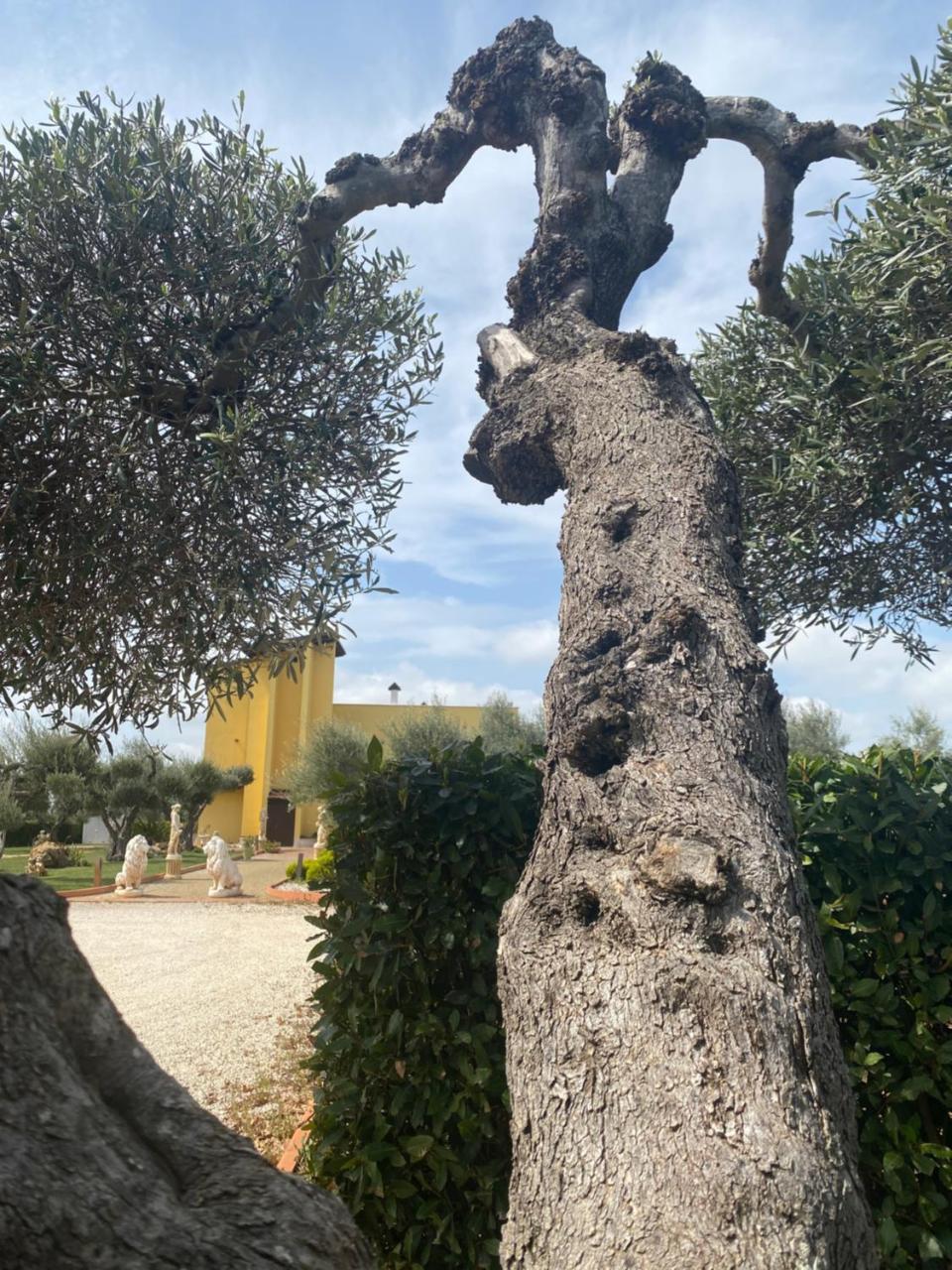Villa D’Anzi — Ginosa — photo 5