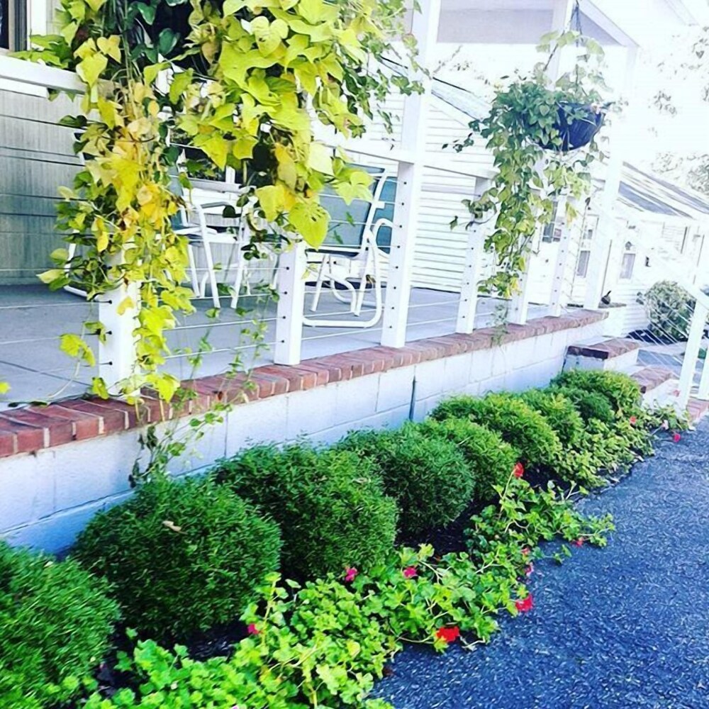 The Penny Lane - photo 41