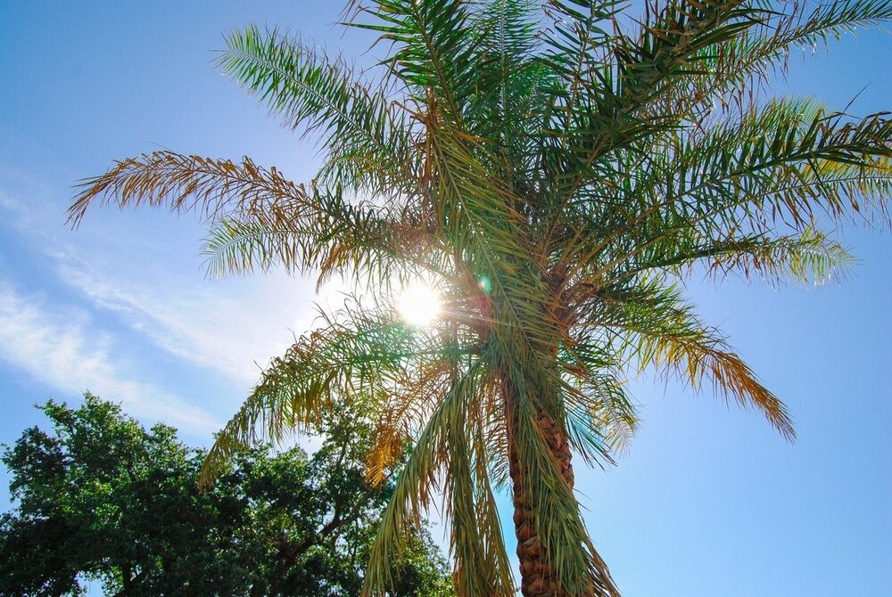 Oasis Resort Gulfport - photo 21