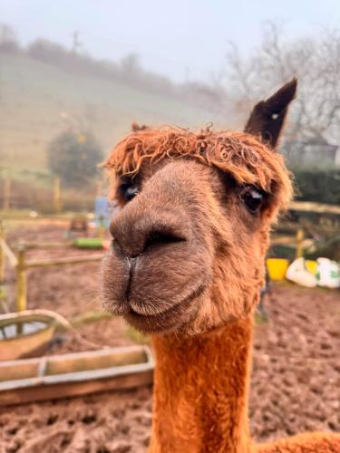 Ruby’s Retreat Farm Stay North devon Sleeps 6 Beaches Exmoor in Barnstaple, United Kingdom