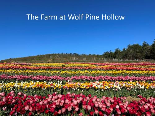 Luxury Farm Stay Bonds Corner Bungalow Wolf Pine Hollow — 4-Star Luxury Hotel in Hancock, United States