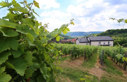 BENZ Weingut & Weinhotel — Lauda-Konigshofen — photo 5
