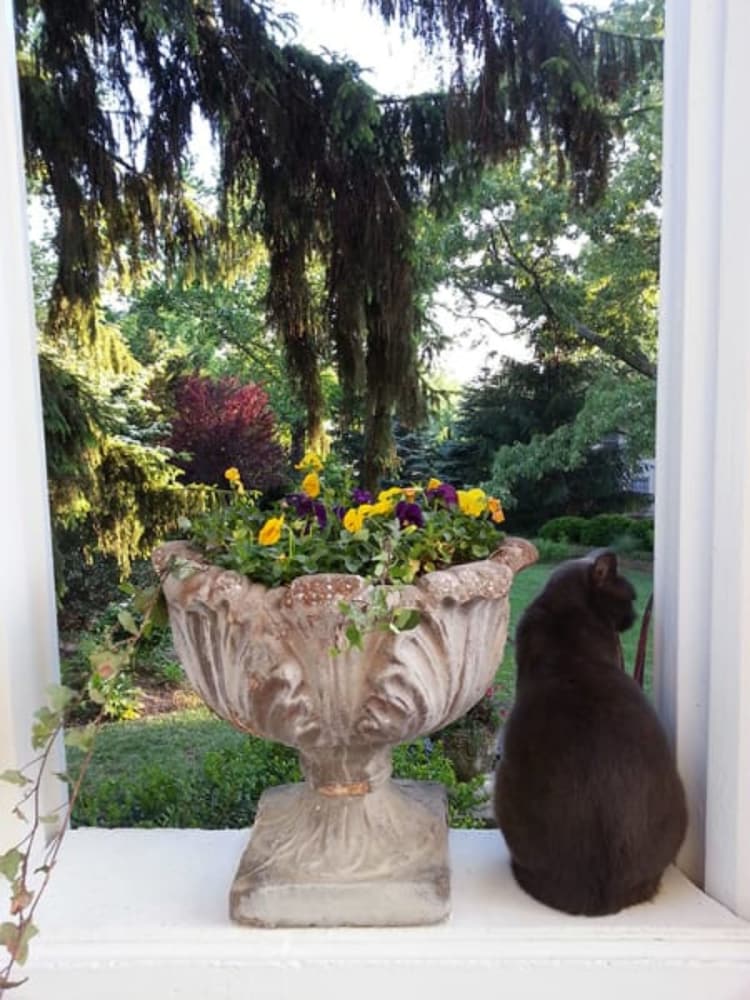 Albemarle Inn - photo 142