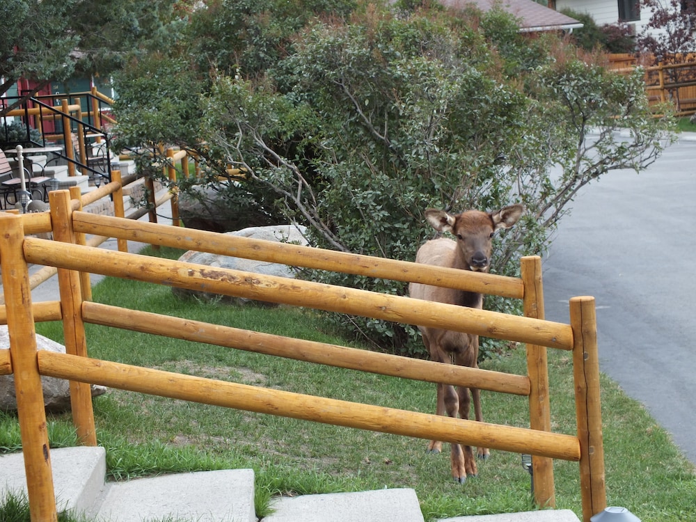Yellowstone Gateway Inn - photo 118