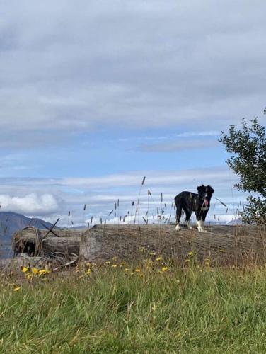 Áshóll guesthouse farmstay