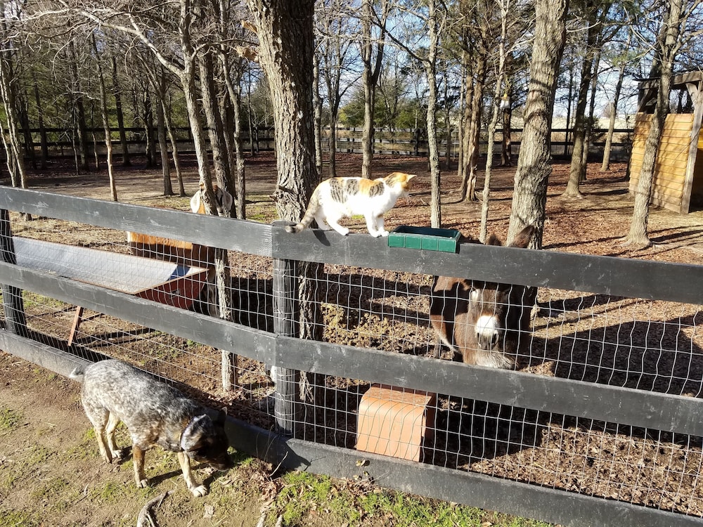 Savannah's Meadow - photo 48