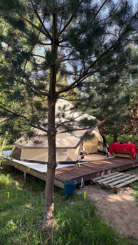 Glamping under the pines in Vilnius, Lithuania