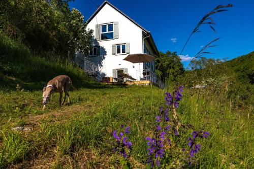 Freistehendes Ferienhaus mit Kamin Sauna atemberaubenden Blick ins Tal mehrere Terrassen 1500qm Grundstück 1 6m hoch eingezäunt — hotel in Gerabronn