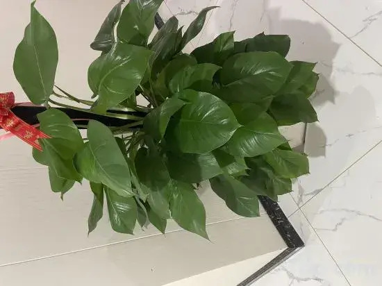 Dongxing Fuyue Hotel in Dongxing, People's Republic of China