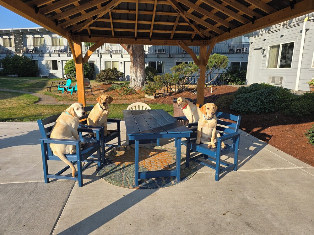 Cocusa Motel - photo 105