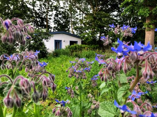 Meridiamus 1 Ferienhauschen In Boddennahe — Ribnitz Damgarten