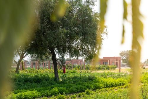 Mharo Khet - last minute hotel in Jodhpur