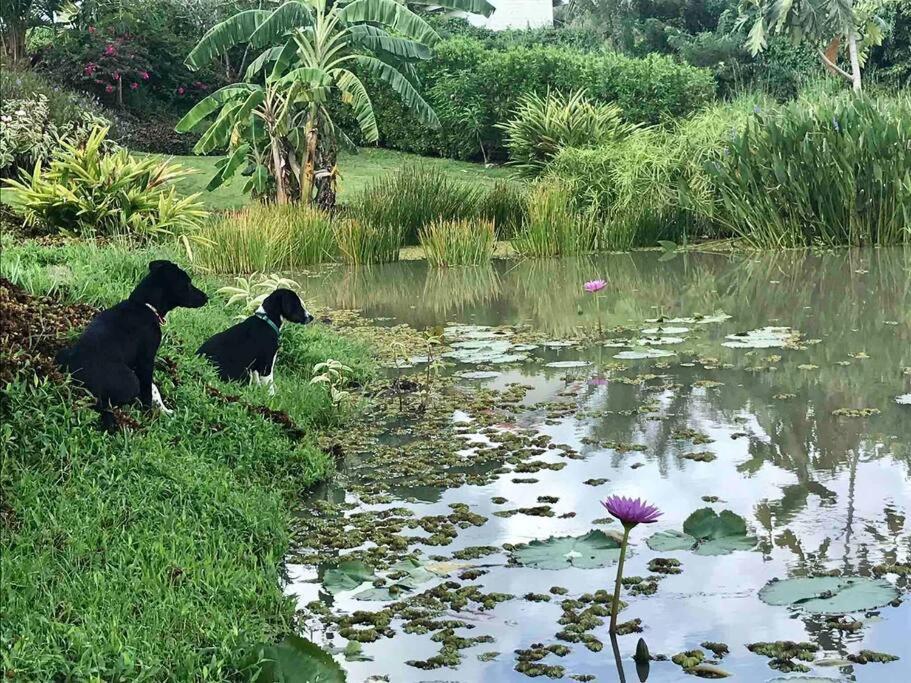 KOURI VINI classée 4 meublé de tourisme in Le Marin, Martinique