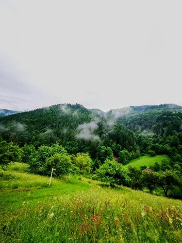 Apuseni Glamping Retreat — Bucium