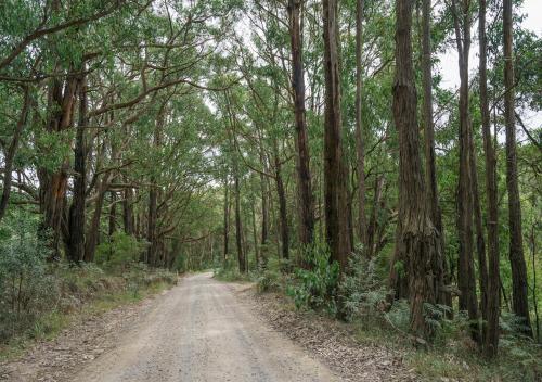 Joie de Vivre — Red Hill — photo 5