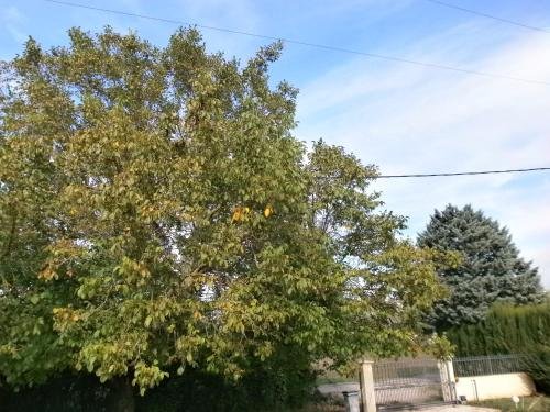 Les Tourterelles — Callian — photo 4