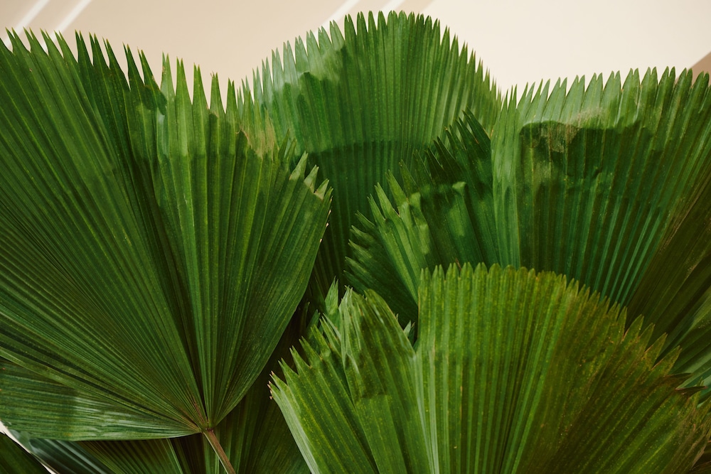 Hotel Greystone Adults Only - photo 4