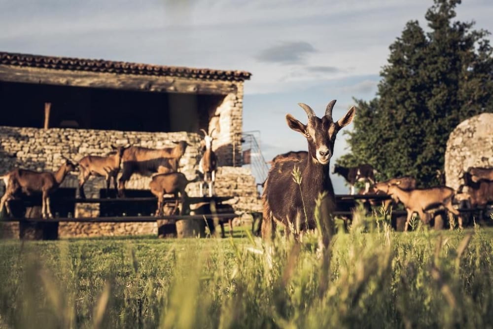 Le Domaine Du Castellas in Saignon, France