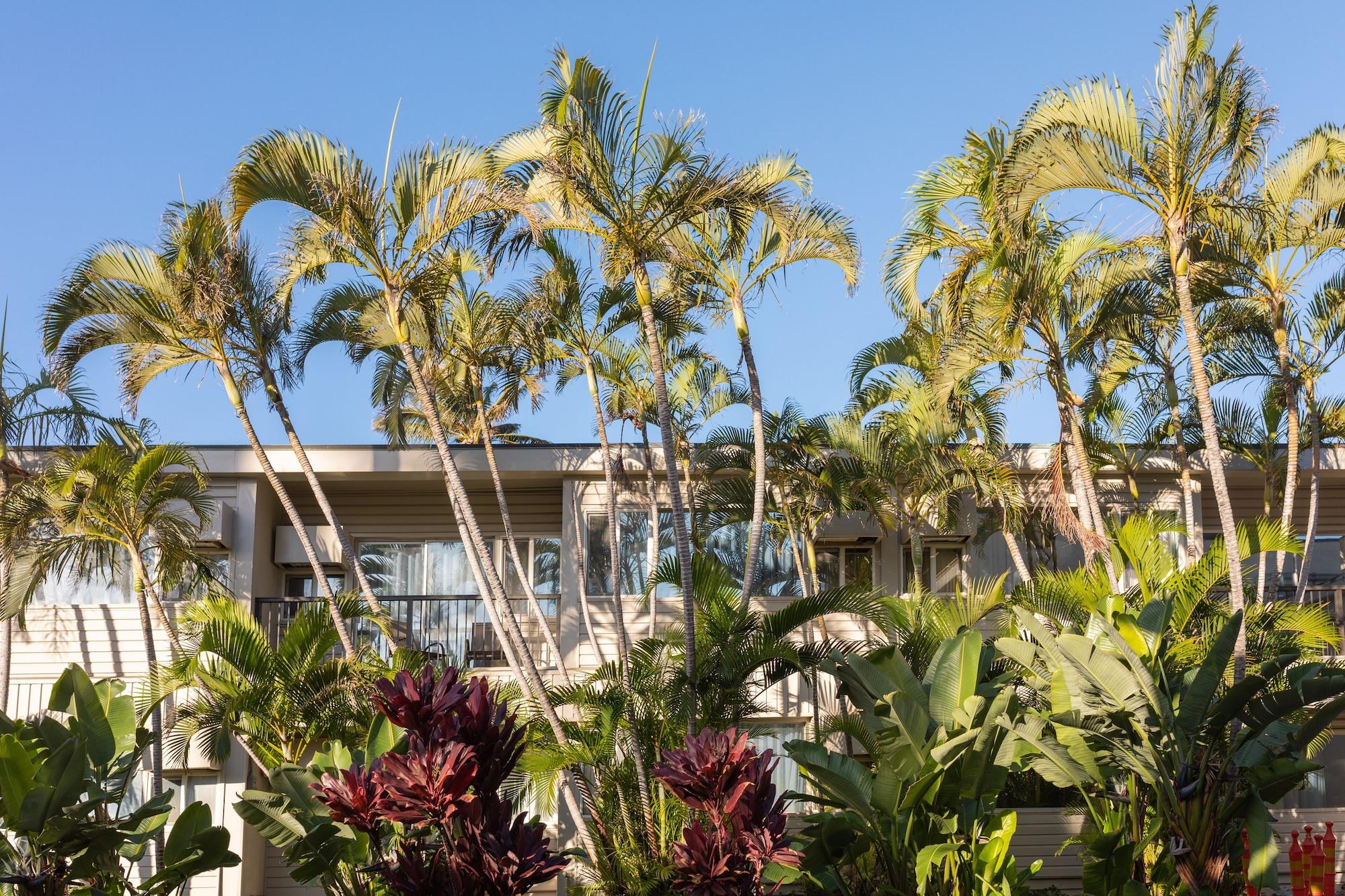 Maui Beach Hotel - photo 13