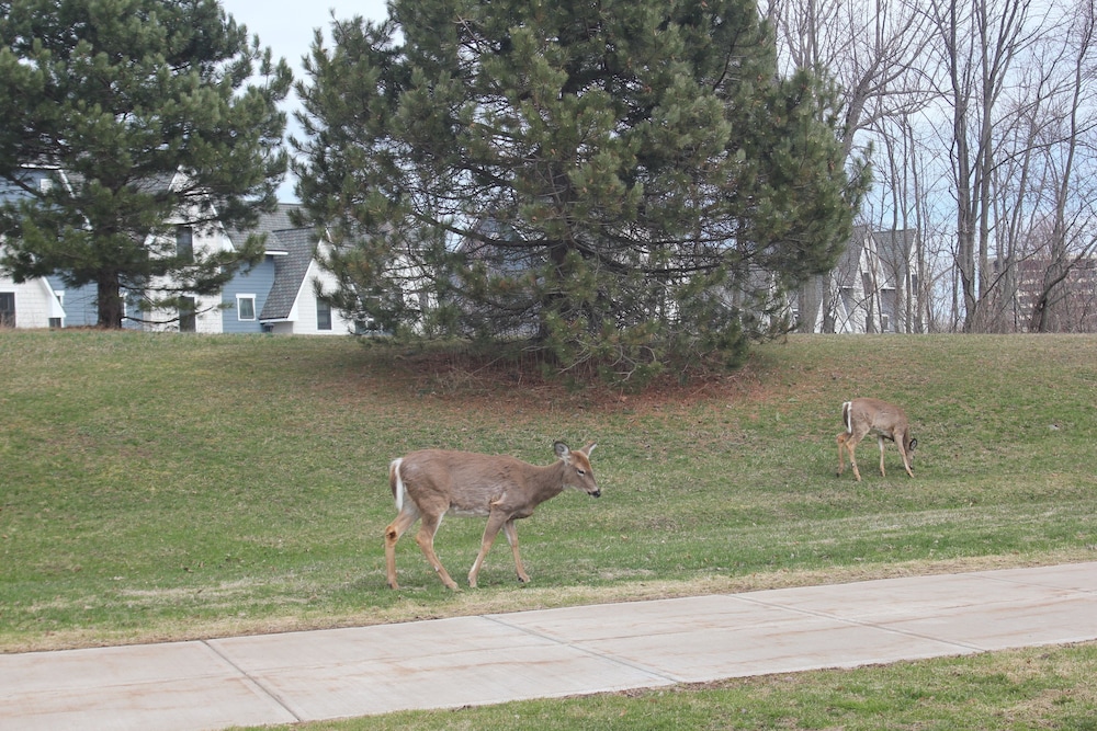 The Evergreen Motel - photo 98
