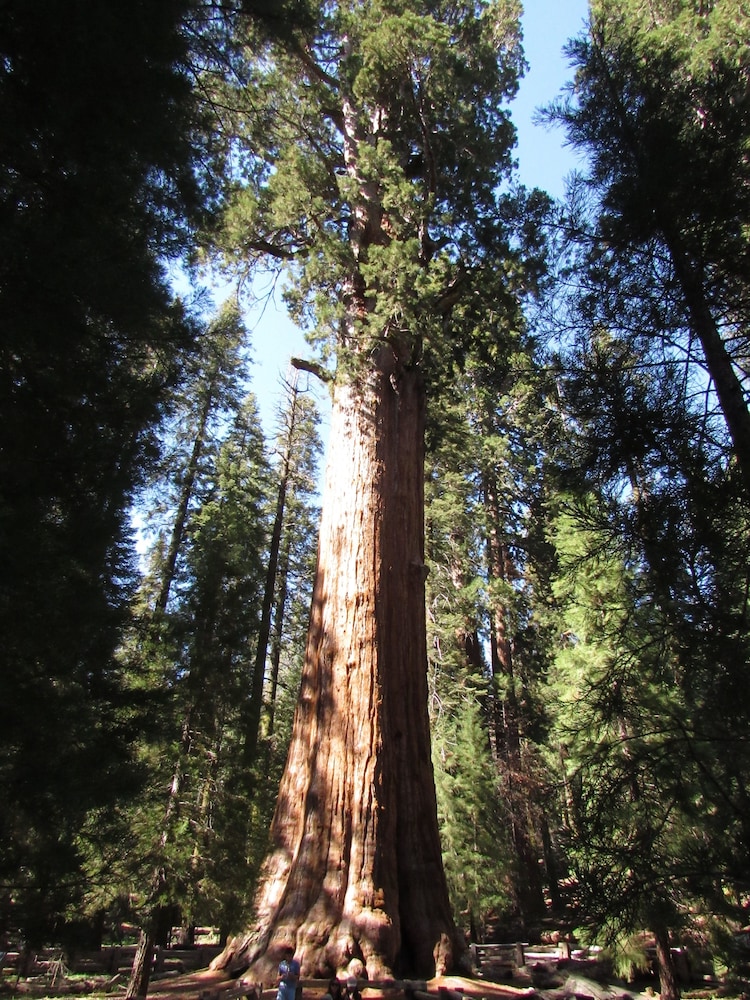 Wuksachi Lodge - photo 57