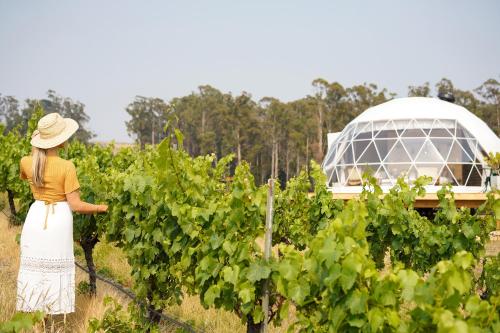 Domescapes in the Vines — George Town — photo 3