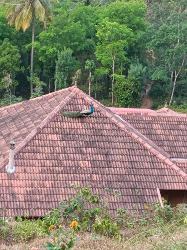 Nila Homestay — Punalur — photo 4