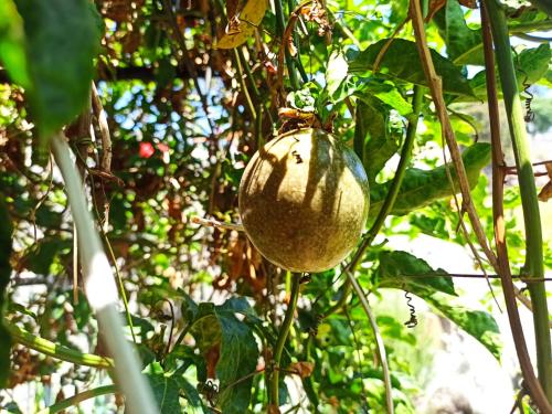 Jango Paradise in Funchal, Portugal
