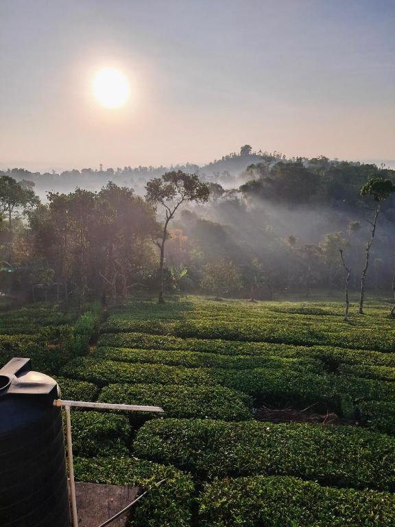 Best Mist in Idukki, India