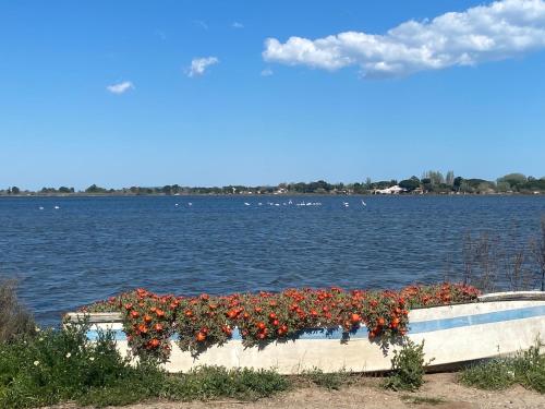 Mazet Nimisa — Marseillan