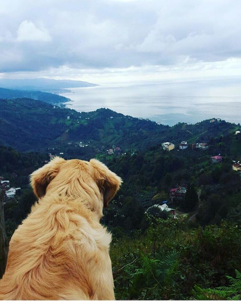 Tepedebiyer Restoran & Bungalov in Ardesen, Turkey