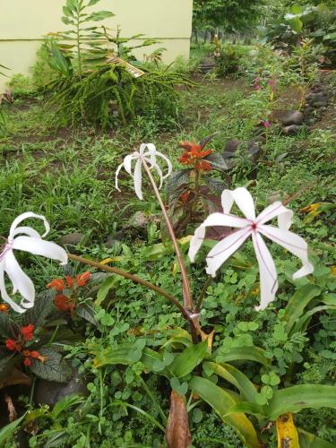 Posada Rural Oasis in Alajuela, Costa Rica