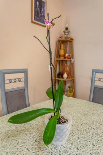 Guest House Balu