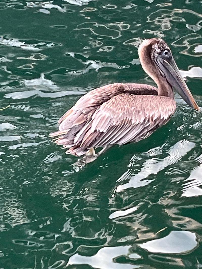 Hotel Paraiso Caribeño in Bocas Del Toro, Panama