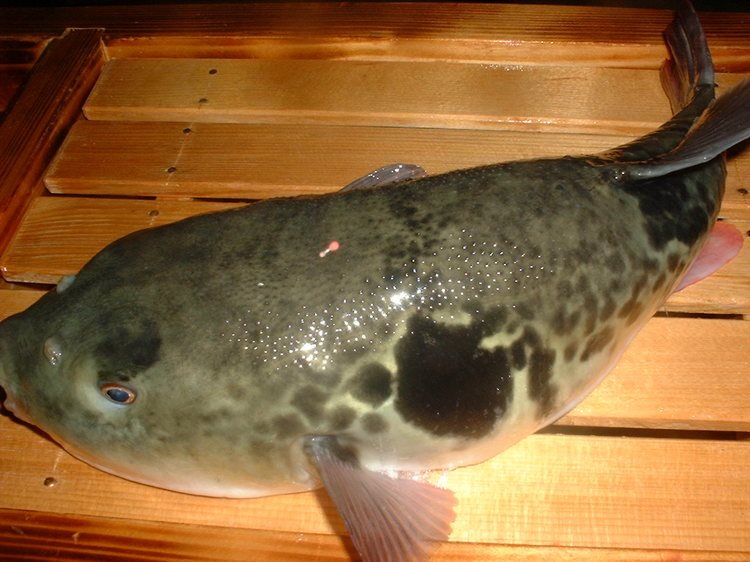 Umi No Sachi Uotora in Okazaki, Japan