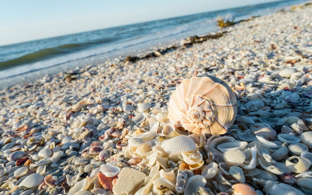 Sanibel Island Beach Resort - photo 24