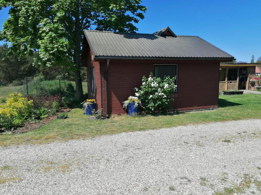 Saulespuķe in Ventspils, Latvia