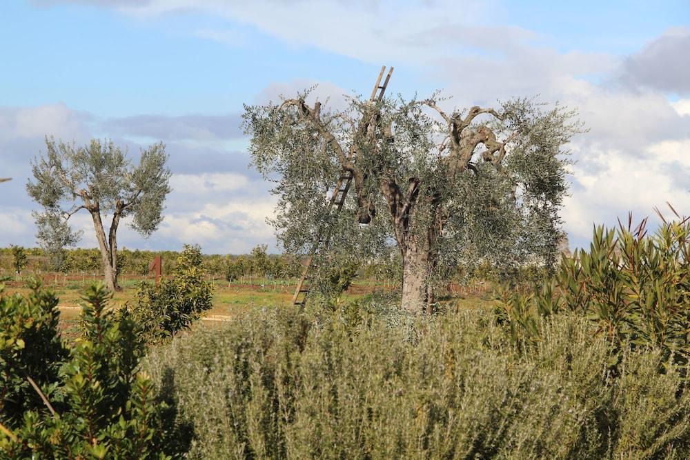 Agrumare Farm Holiday — Pisticci — photo 3