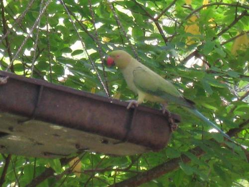 Kumbukgahawatta Hotel in Panadura, Sri Lanka