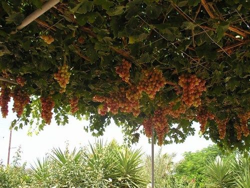 Amalthia Villas — Pegeia — photo 5