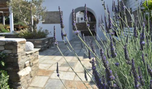 Ursa Major Suites — Tinos — photo 4