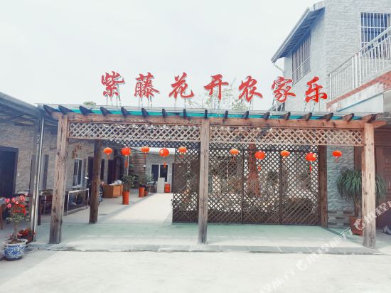 Wisteria Blossoms in Shanghai, People's Republic of China