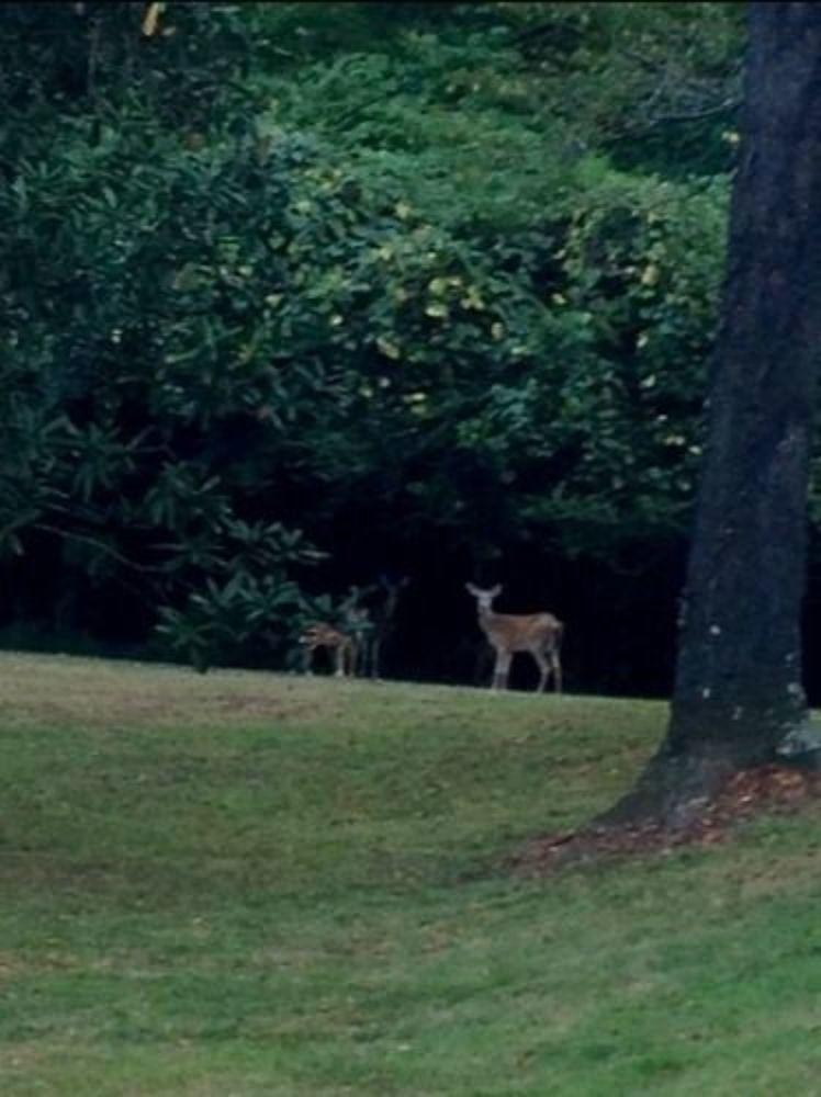 Collina Plantation Inn - photo 6