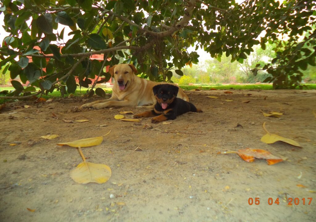 Marudyan Resort — Bikaner — photo 5