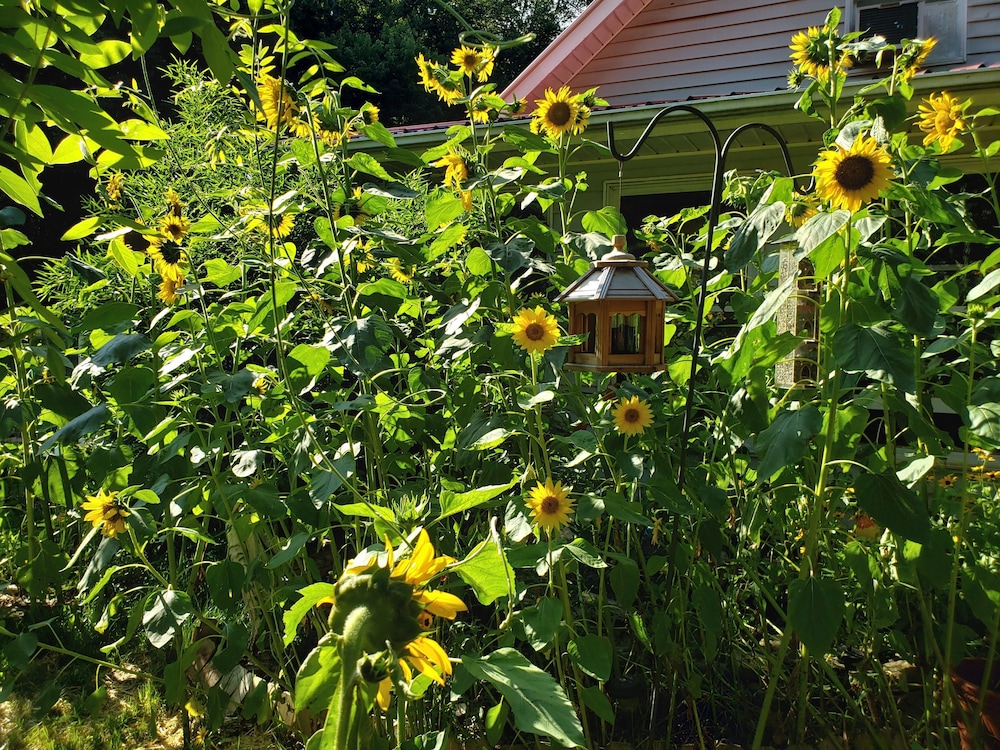 Blue Ridge Manor B&B - photo 44