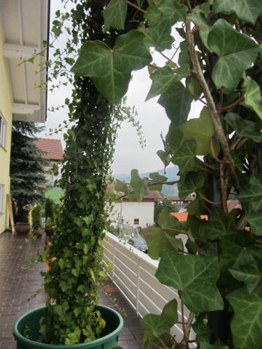 Haus Sonnenblick — Lam — photo 3