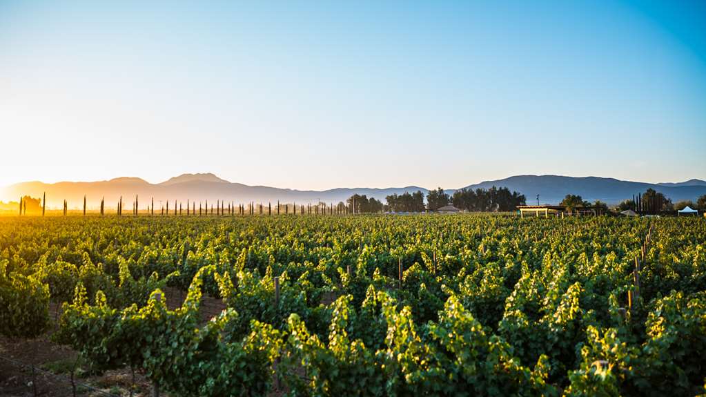 ElCieloResort Vineyard