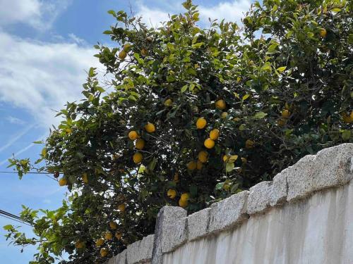 T3 avec spa hyper centre port in Porto-Vecchio, France