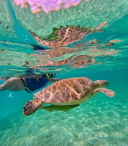 Nado con tortugas marinas en akumal in Akumal, Mexico